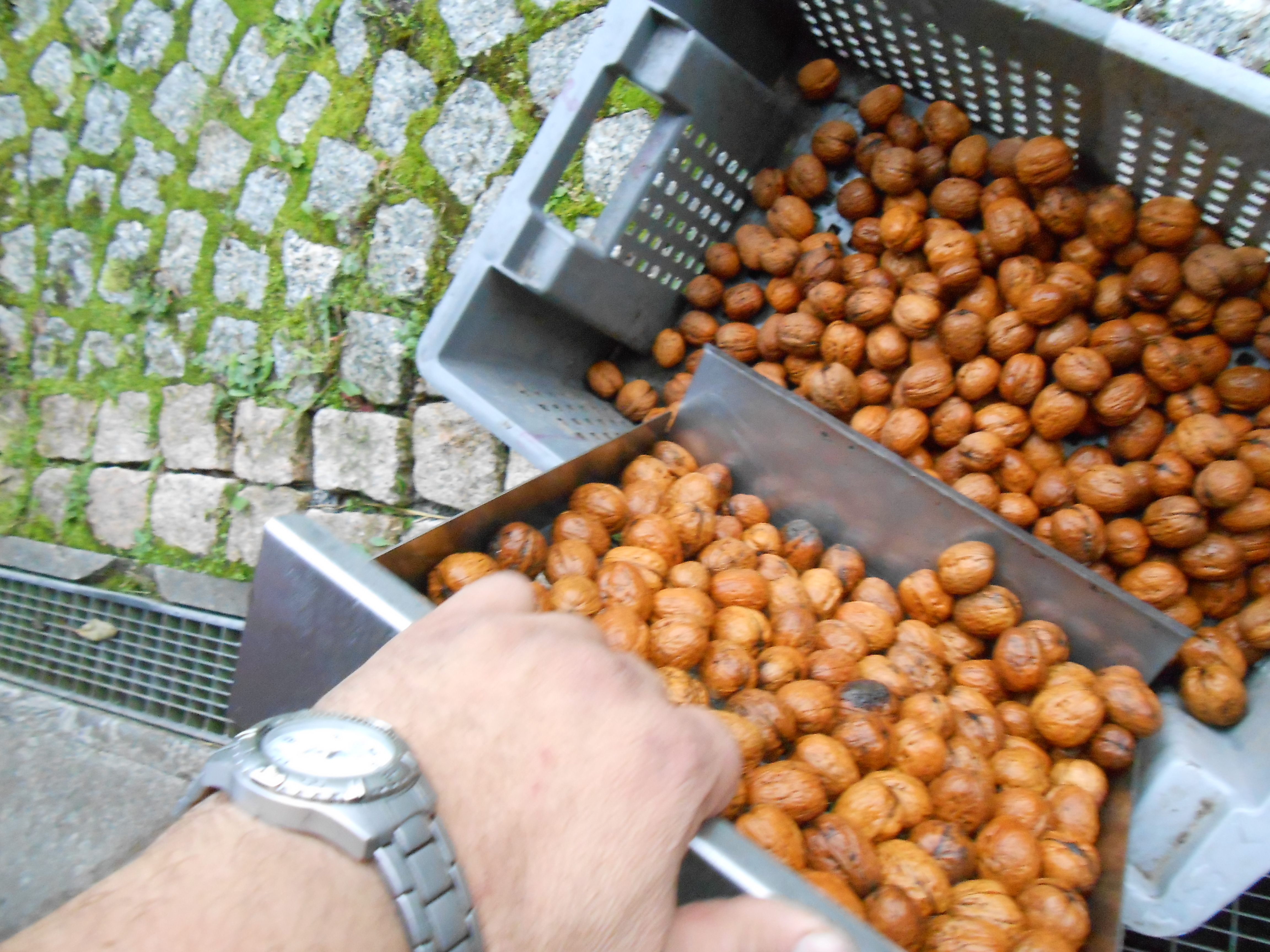 WK 250 - Washing and calibration machine for nuts WK 250 - Washing and calibration machine for nuts